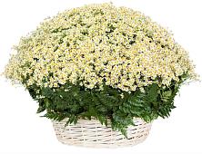 Цветочная композиция из Ромашки в корзине #REPLACE_PRED# Туапсе